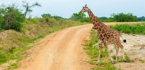 giraffe on the roadside