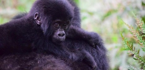 mountain gorilla baby clinging to it's mother's back